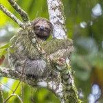 wildlife watching in La Fortuna Costa Rica